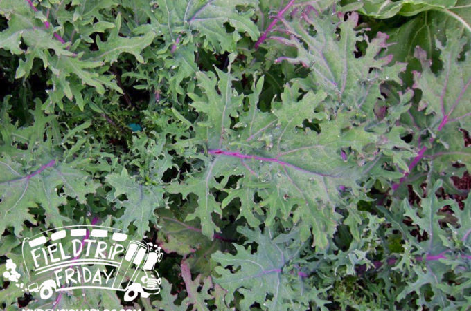 Field Trip Friday Sarasota's One Seed Program