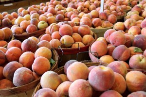 peach orchard