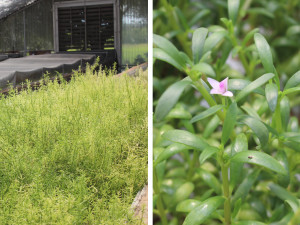 Mote sea purslane