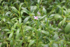 sea purslane