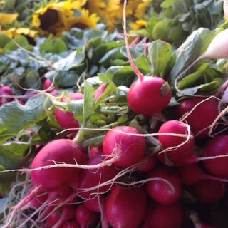 radishes