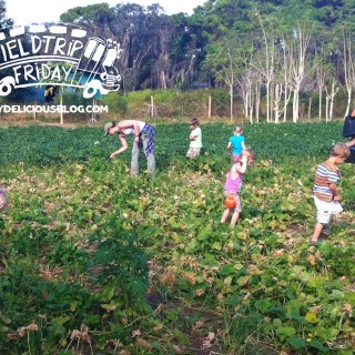 Gleaning at Jessica's Farm
