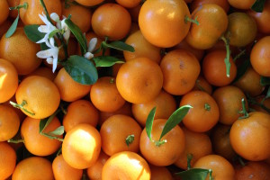 calamondins in basket