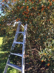kumquat grove ladder
