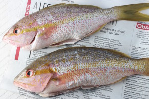 yellowtail snapper whole fish