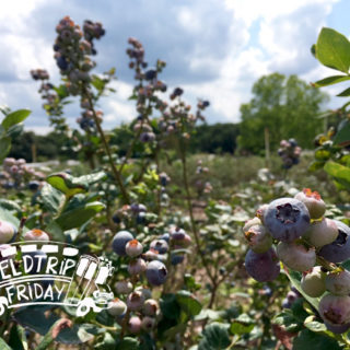 Field Trip Friday Blueberry Picking