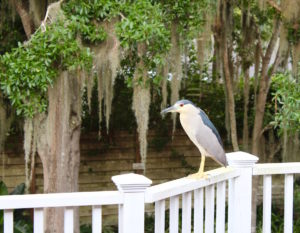 night heron on deck