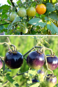 heirloom purple tomatoes