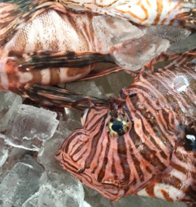 lionfish on ice