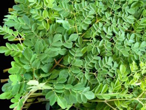 moringa leaves in box