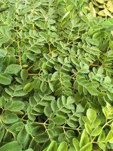 moringa leaves bunch