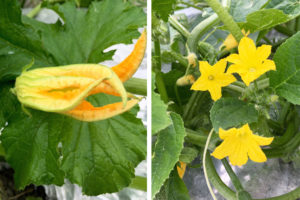 Geraldson Squash blossoms