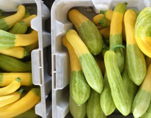 zephyr squash geraldson farm bradenton