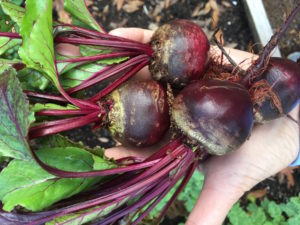 Freshly Picked Beets