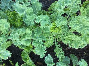 Garden Fresh Kale