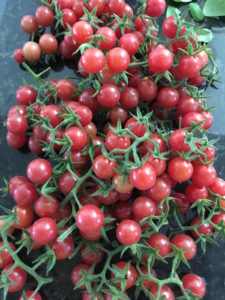 Everglades Tomatoes Fresh Picked