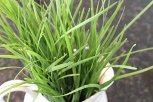 Garden Chives