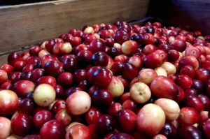 Cranberries in box