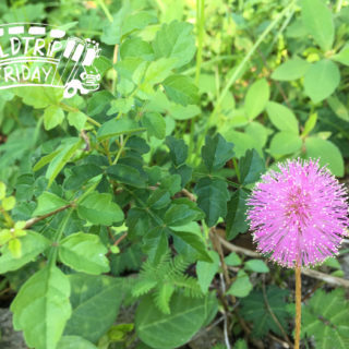 Field Trip FL Native Plant Nursery