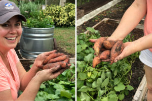 Sweet Potatoes in Garden