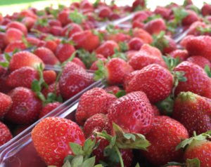 Strawberries in flat