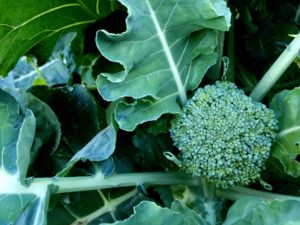 Fresh Broccoli