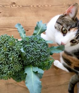 Broccoli and kitty