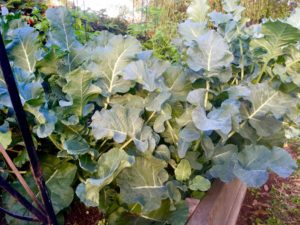 Broccoli in garden