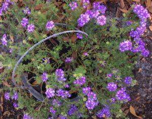 Purple Lantana