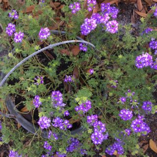 Purple Lantana