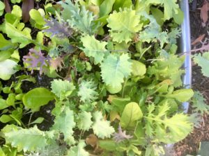 Spring Lettuce Mix