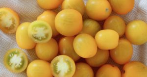 Sungold Tomatoes