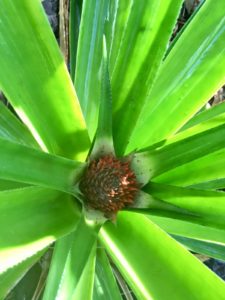 Pineapple Flower