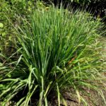 Lemongrass in garden