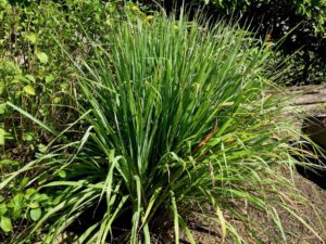 Lemongrass in garden