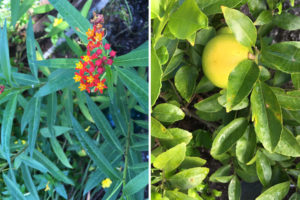 Milkweed plant