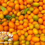 Kumquat Festival Cover