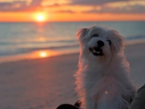 Cute Dog Sunset