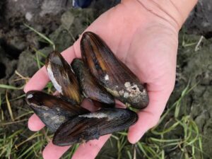 Fresh Mussels Massachusetts