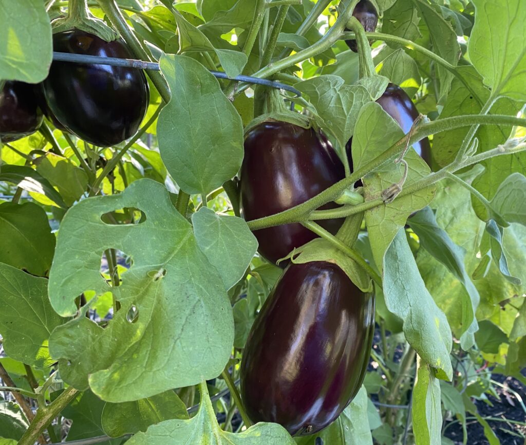 Eggplant on vine My Delicious Blog